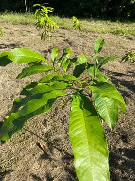 MMA lança edital para arborizar periferia urbana de pequenas cidades
