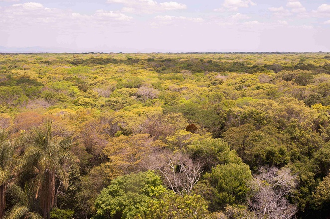 Araripe-Apodi, primeira floresta nacional do Brasil, faz 80 anos no coração da Caatinga