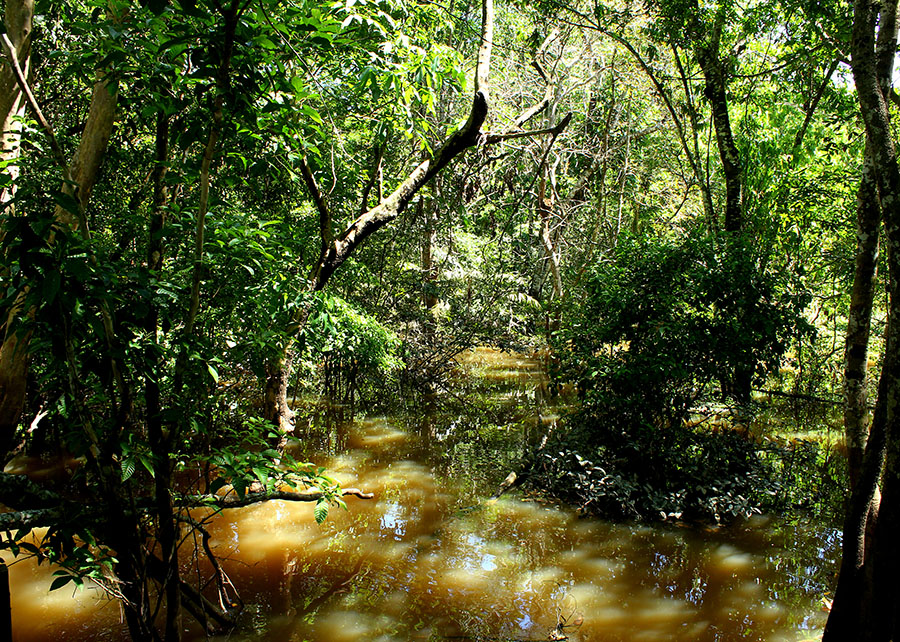 Amazônia: indígenas catalogam espécies para proteger biodiversidade