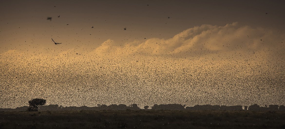 Fungos podem restaurar terras degradadas e combater crise climática