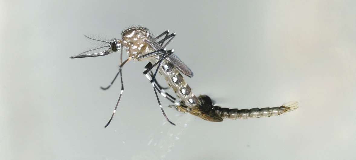 Dengue, zika, chikungunya e Oropouche: saiba diferenças e riscos da automedicação