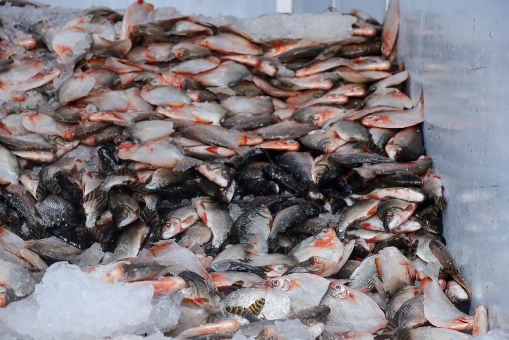 ‘Jaraqui da Gente’ distribuição de 57 mil peixe no Viver Melhor 4 e ao Educandos