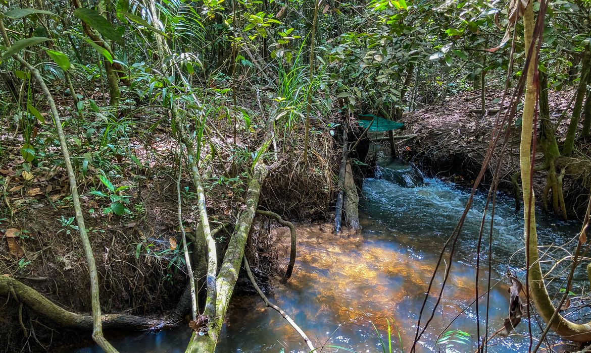Turismo no Pantanal combina natureza, cultura e experiências no Mato Grosso e no Mato Grosso do Sul